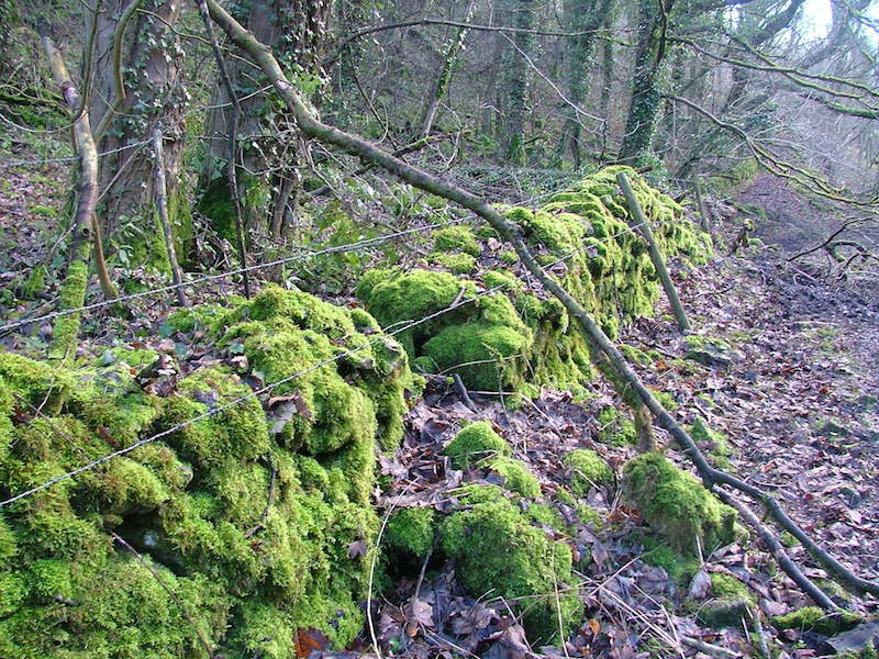 Drystone walls covered in thick moss